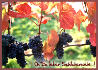 Bild Schilchertraube